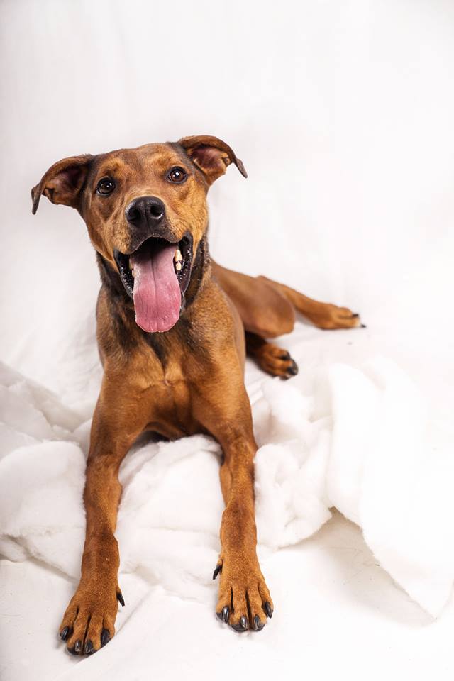 Humane Society of St. Joseph County