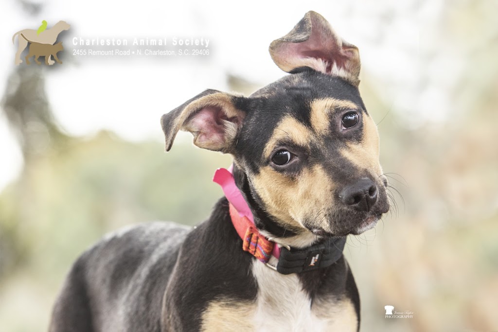 Charleston Animal Society
