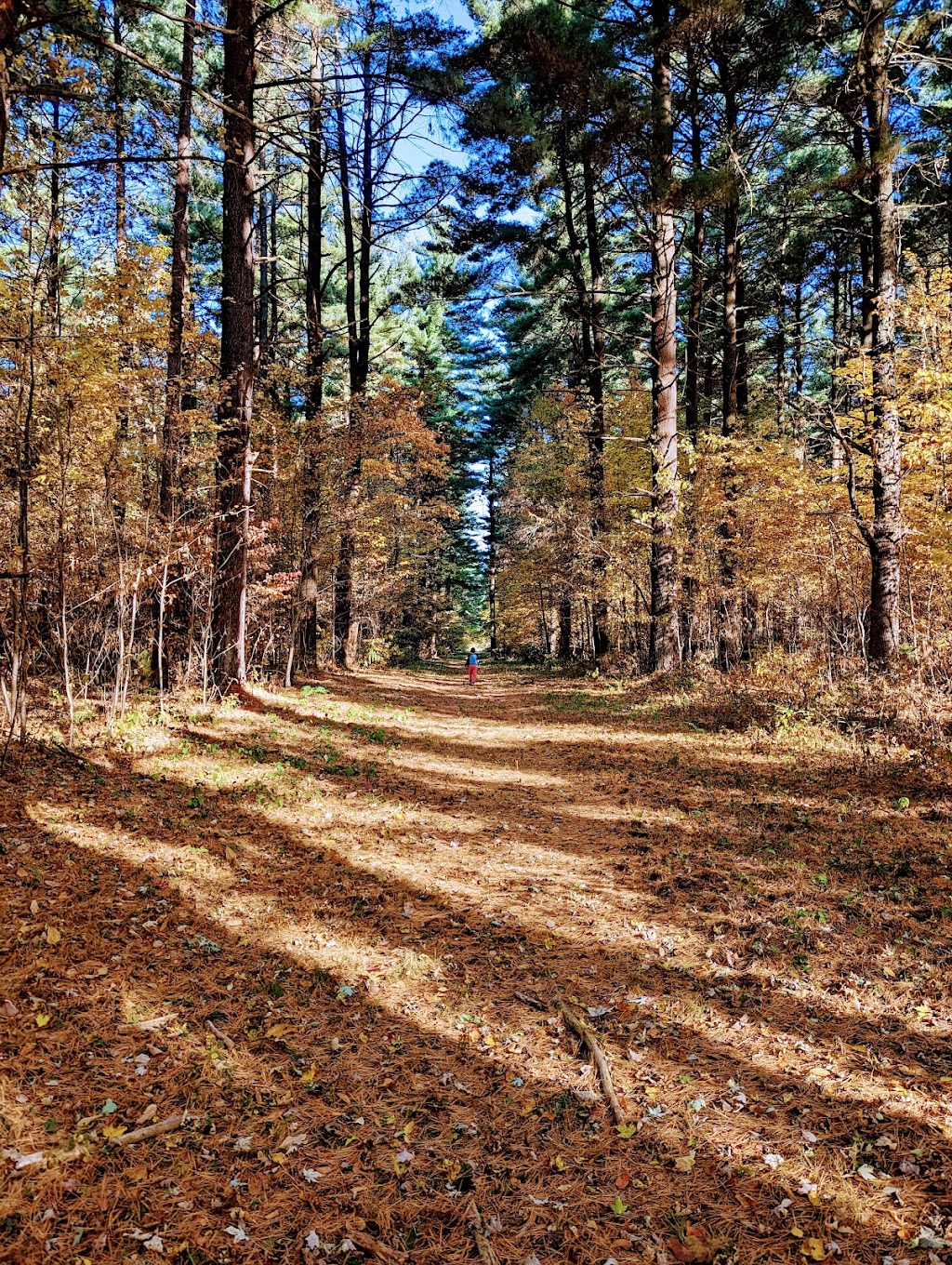 Maumee State Forest