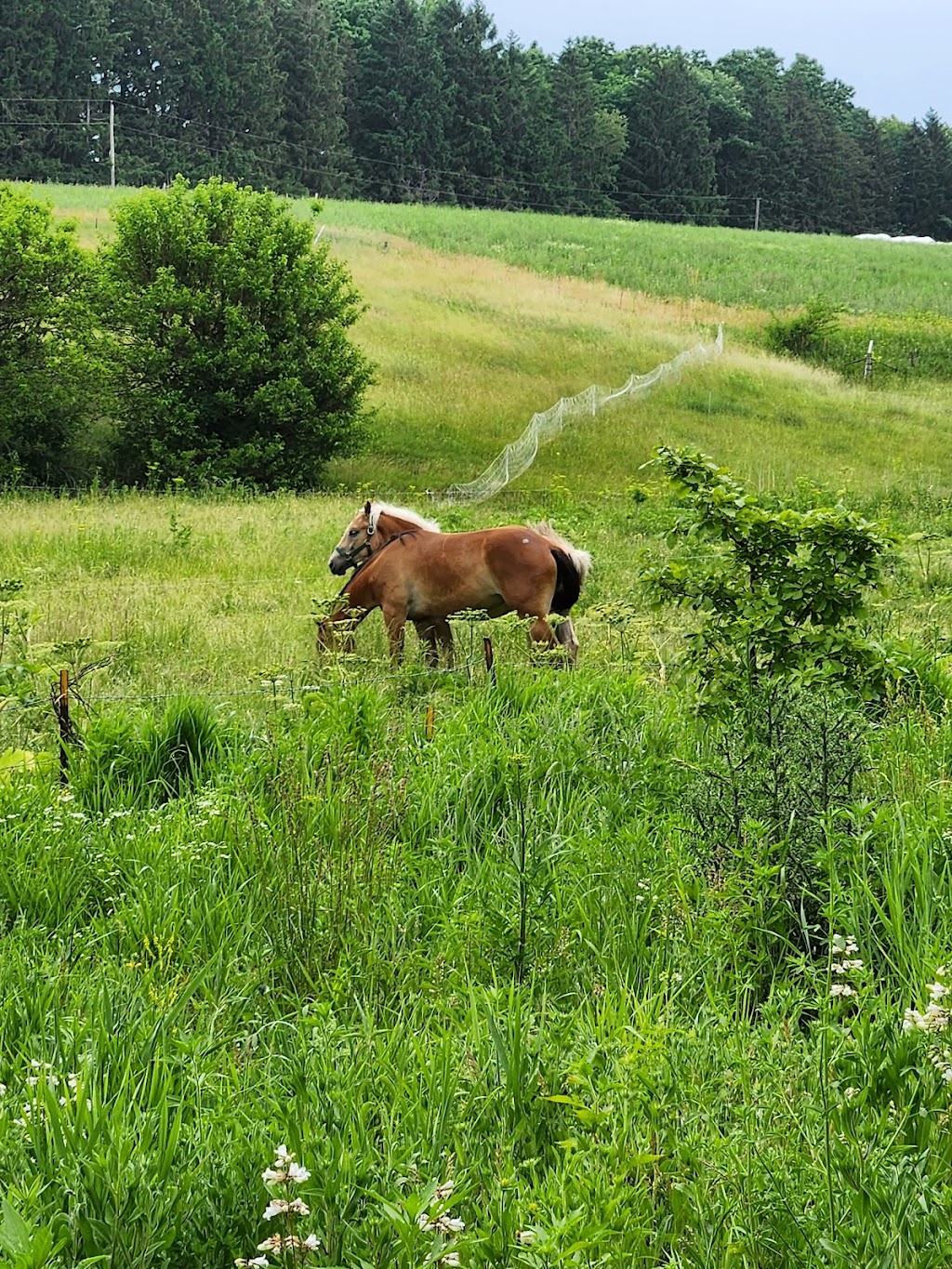 Platteville Mound Trail