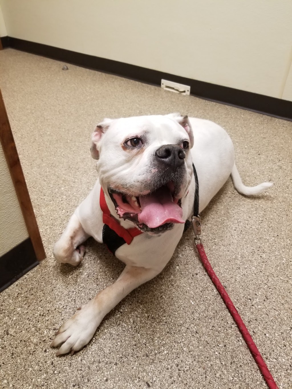 Connersville Veterinary Clinic