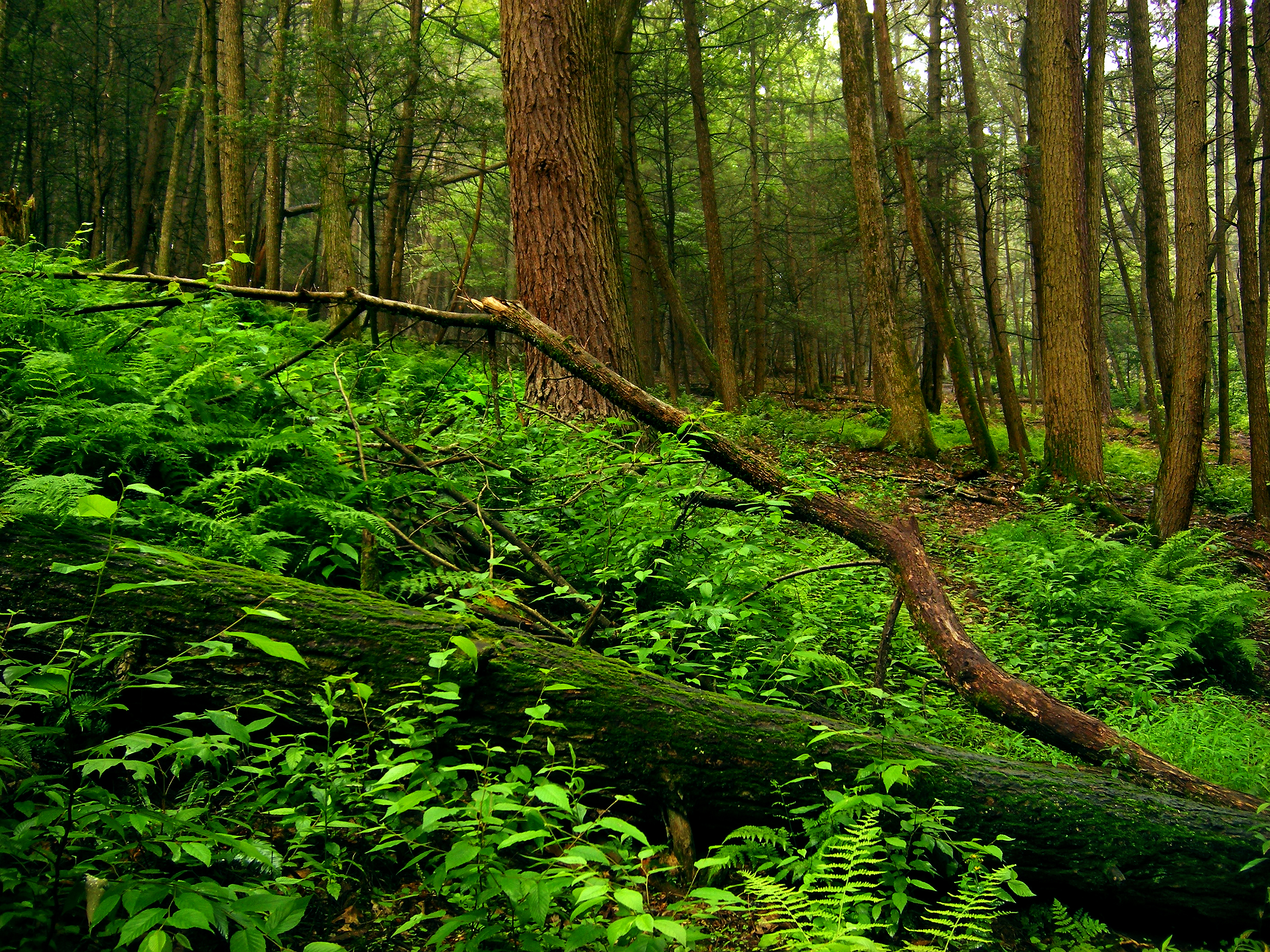 Stokes State Forest, Branchville