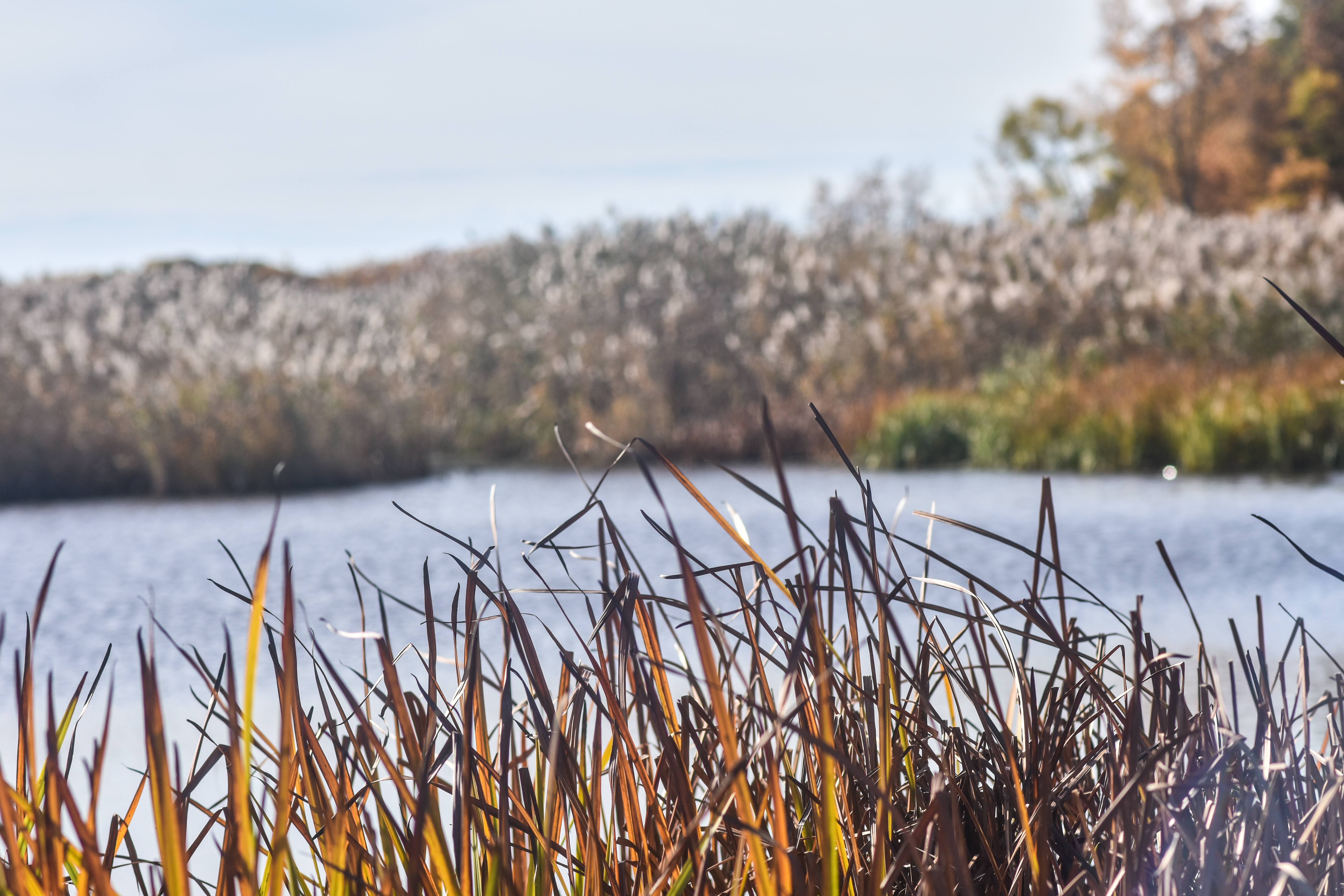 Mentor Marsh (Lakeshore Trail only)