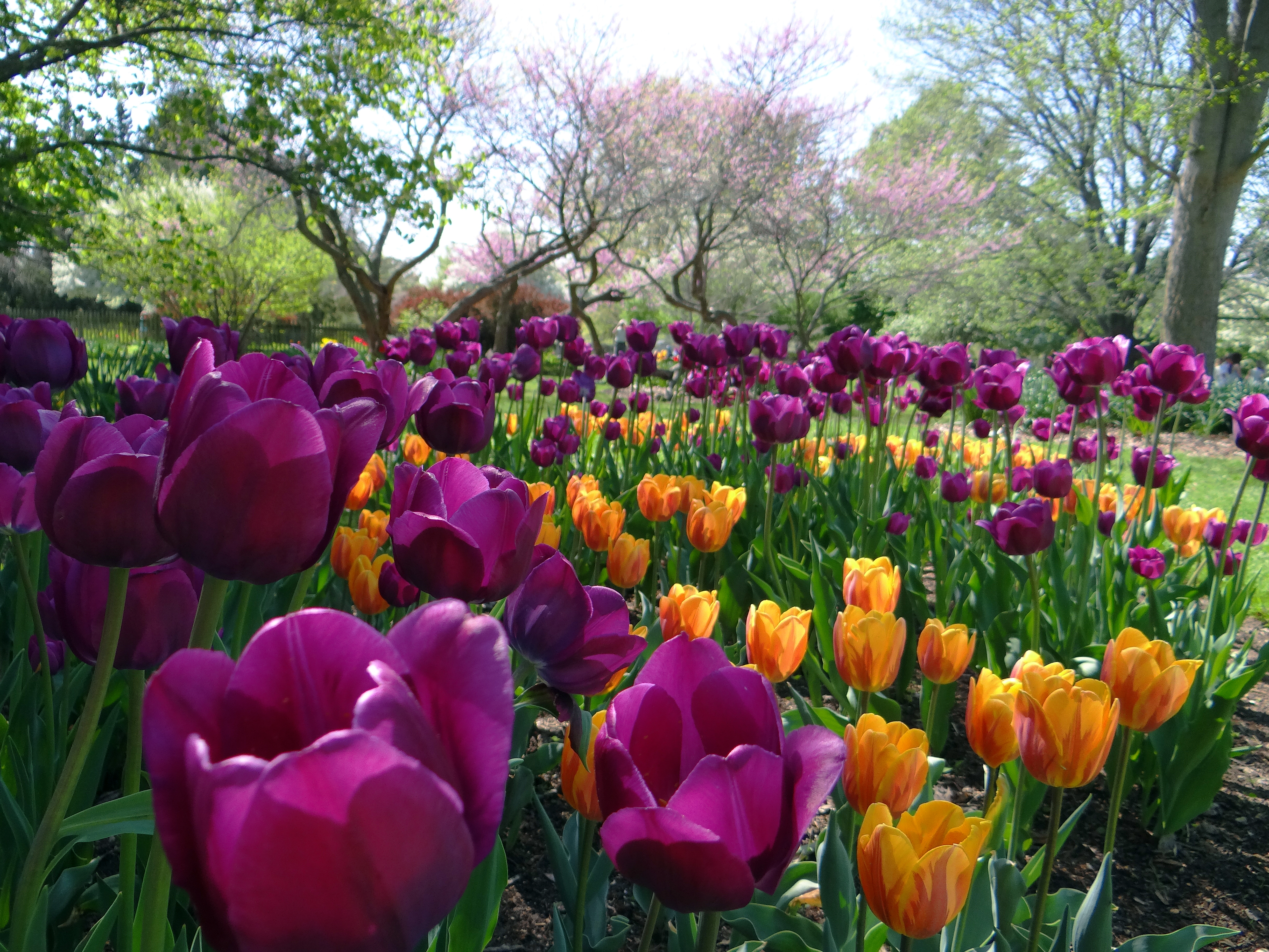 Foster Park