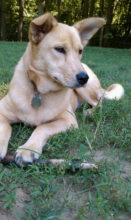 Carolina Dog