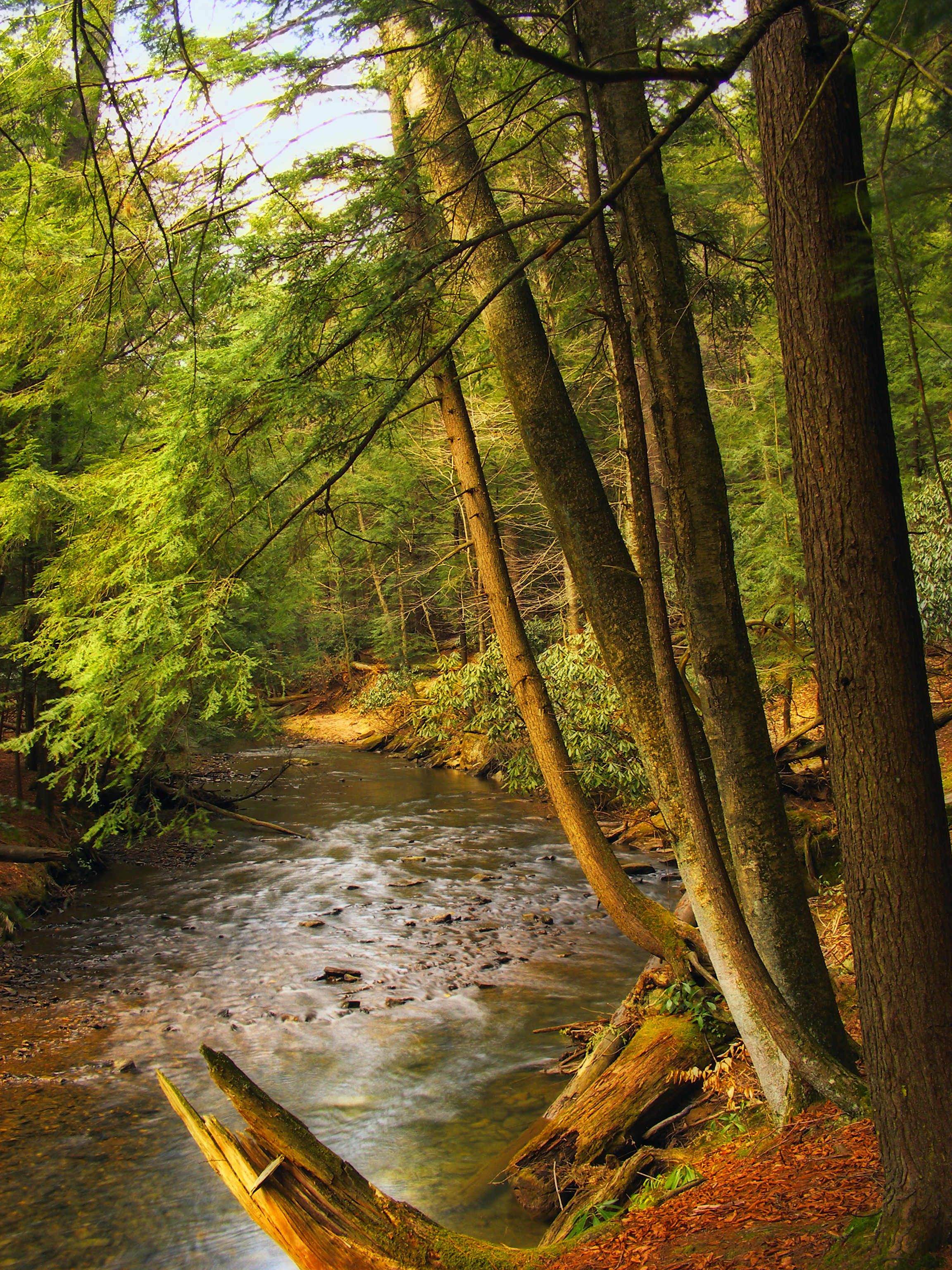 Cook Forest State Park, Cooksburg