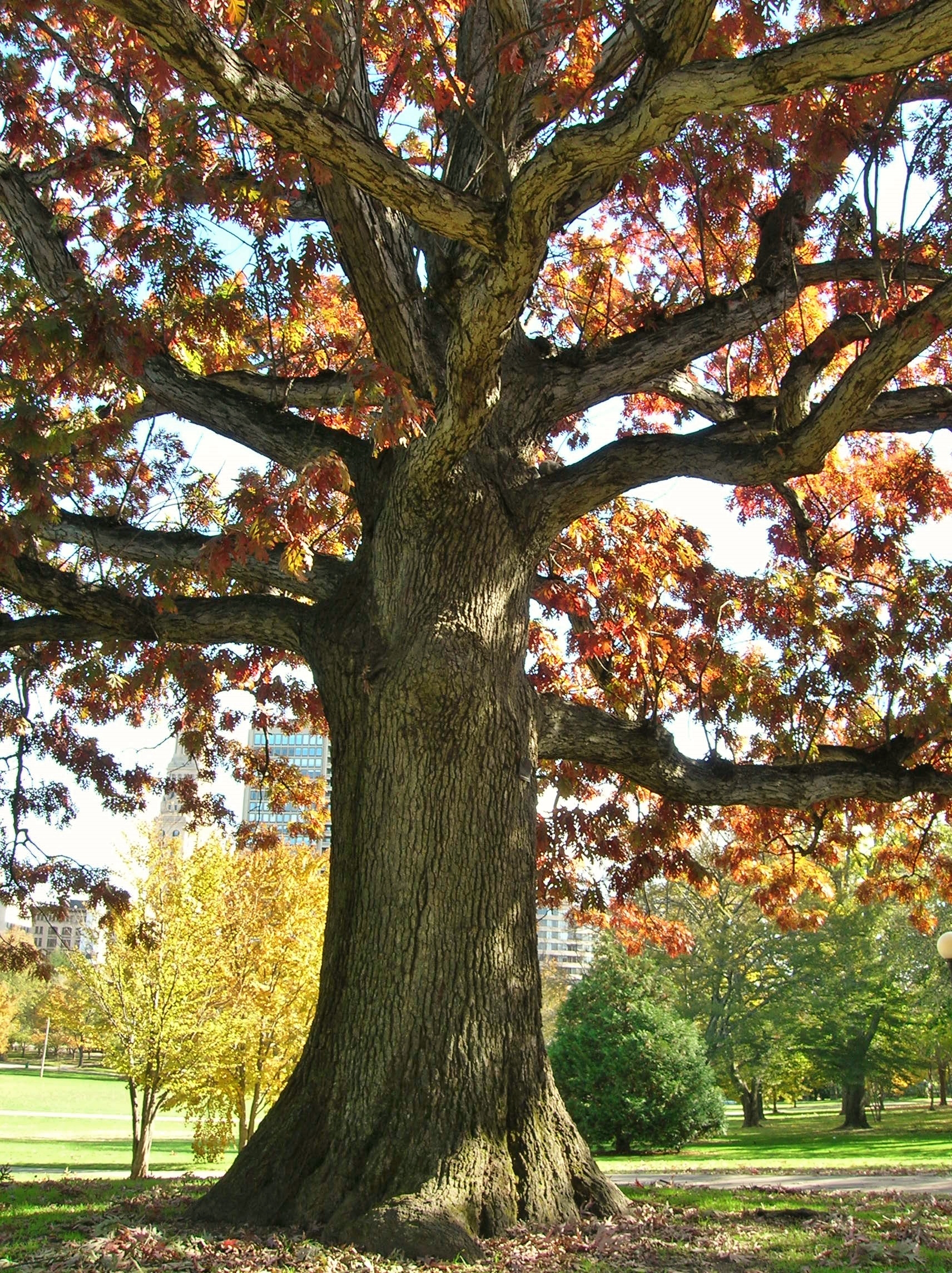 Bushnell Park