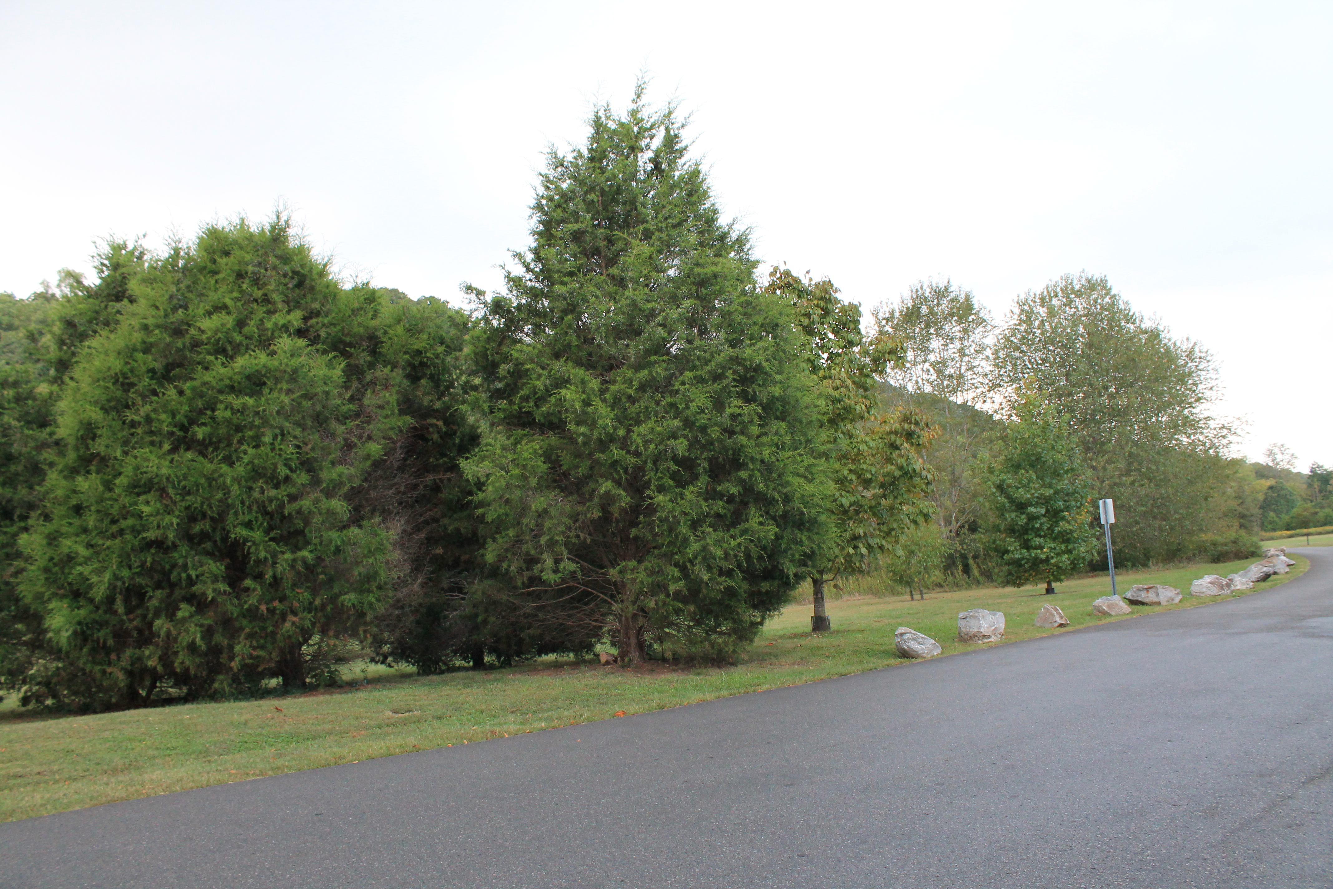 Edwin Warner Park Dog Park